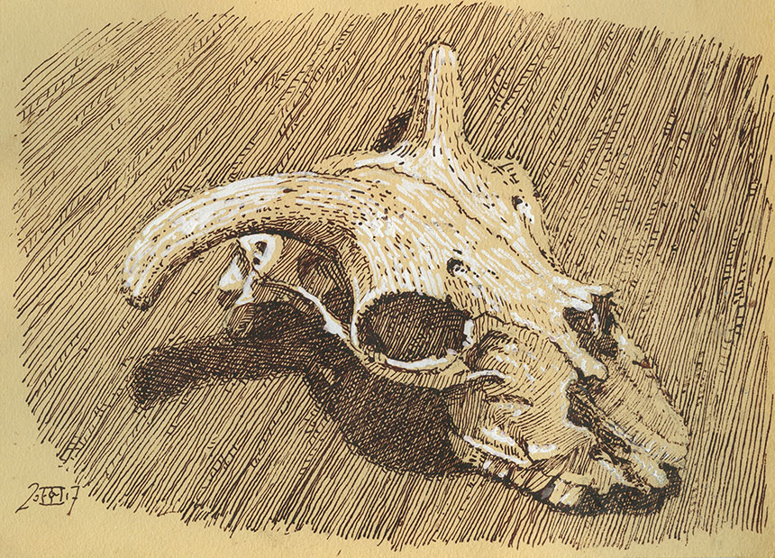 Sheep skull, drawing, pen and ink